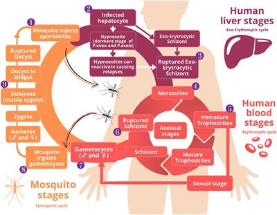 Advances and challenges in automated malaria diagnosis using digital microscopy imaging with artificial intelligence tools: A review